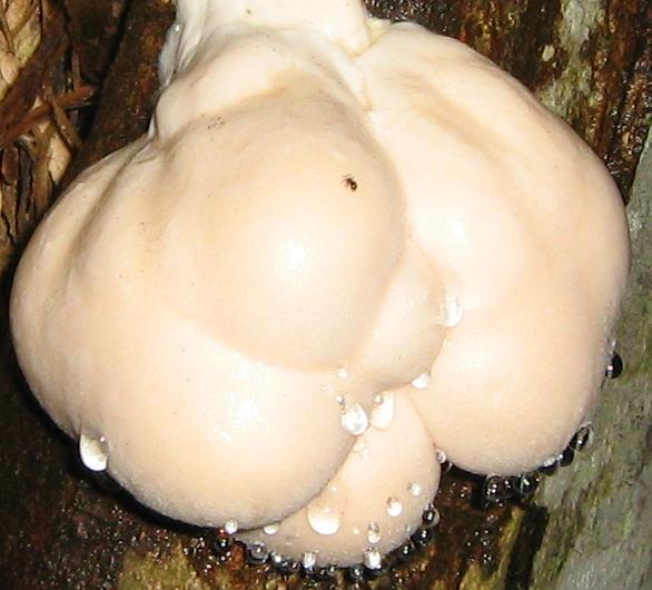 Escursione a Limestre e funghi da identificare